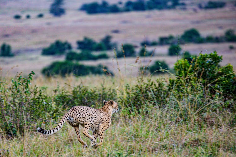 A Cheetah Running On Grass