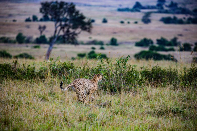 A Cheetah Running In The Wild 