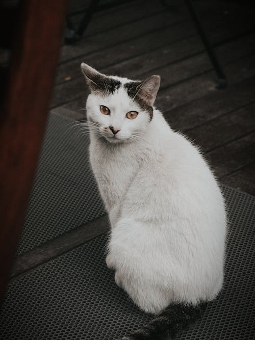 Fotobanka s bezplatnými fotkami na tému cicavec, domáce zviera, mačací