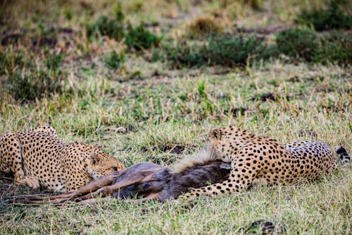 Two Cheetahs eating on a Prey