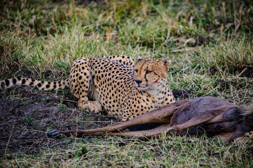 Cheetah beside a Prey 