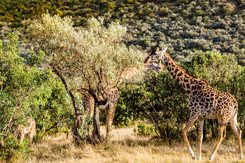 Giraffe Eating Green Leaf Tree