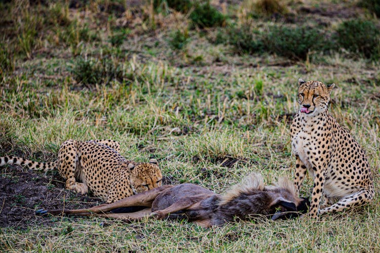 Cheetah Eating An Animal On Green Grass Field