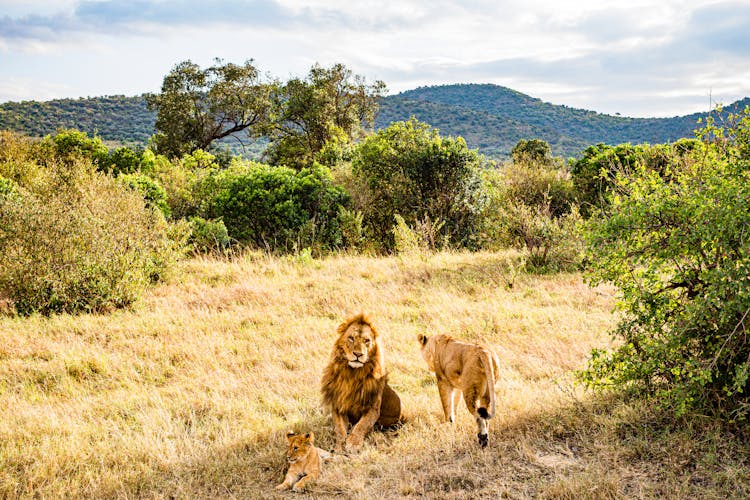 Lion Lioness And Cub In Savannah