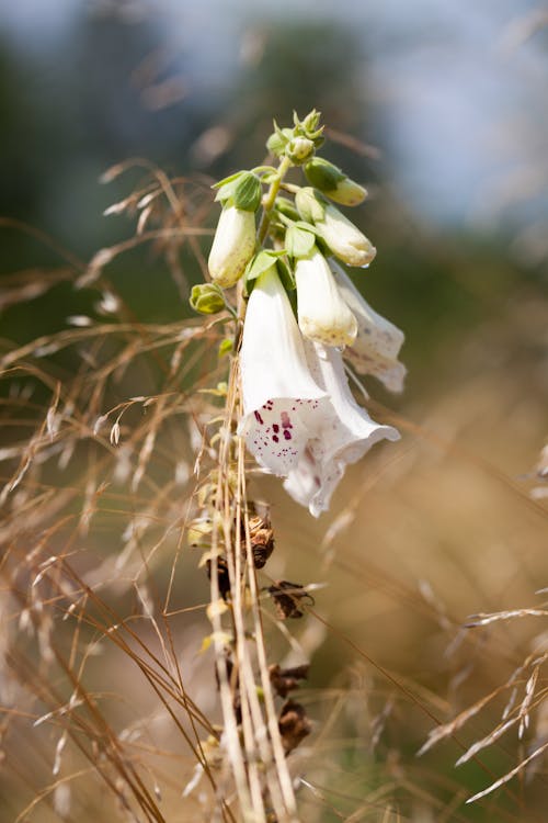 Kostenloses Stock Foto zu blossom, blühen, blumenphotographie