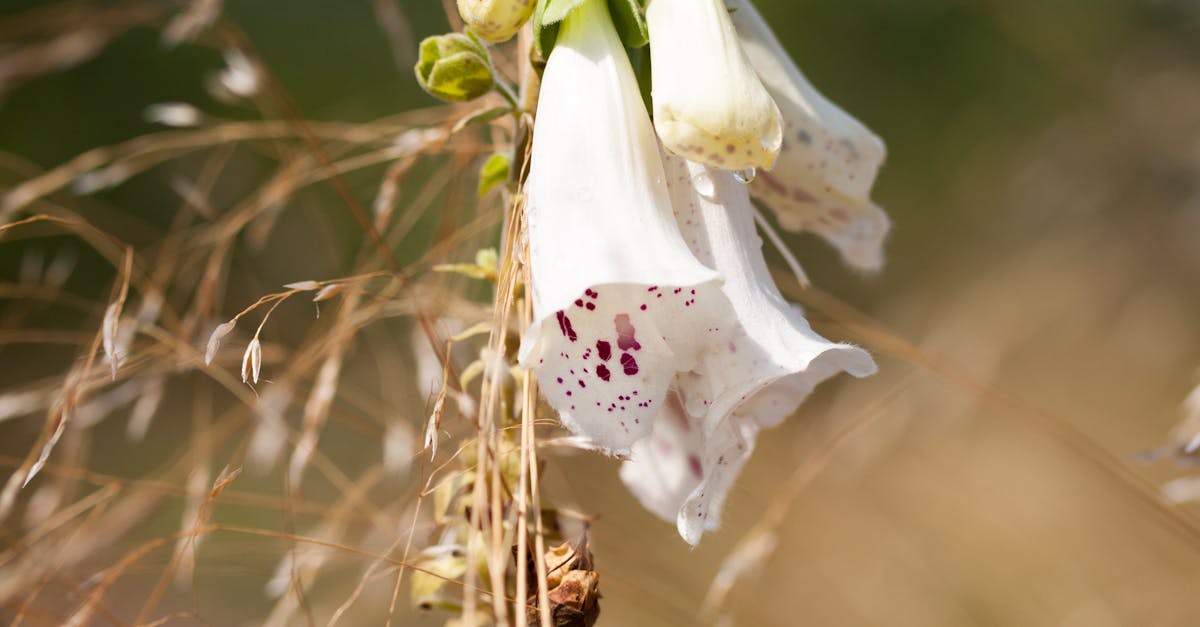 foxglove seeds