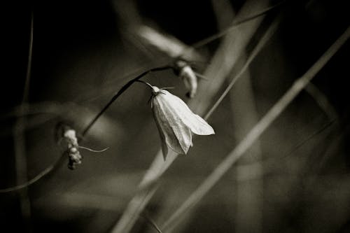 Monochrome Photo of a Harebell Flower 