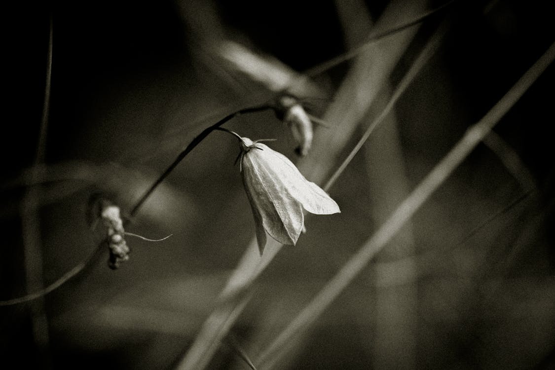 Foto profissional grátis de aumento, delicado, flora