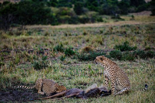 Cheetahs Eating a Carcass 