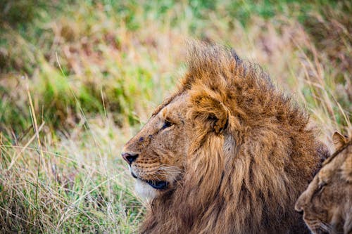 Ücretsiz aslan, büyük kedi, çim içeren Ücretsiz stok fotoğraf Stok Fotoğraflar