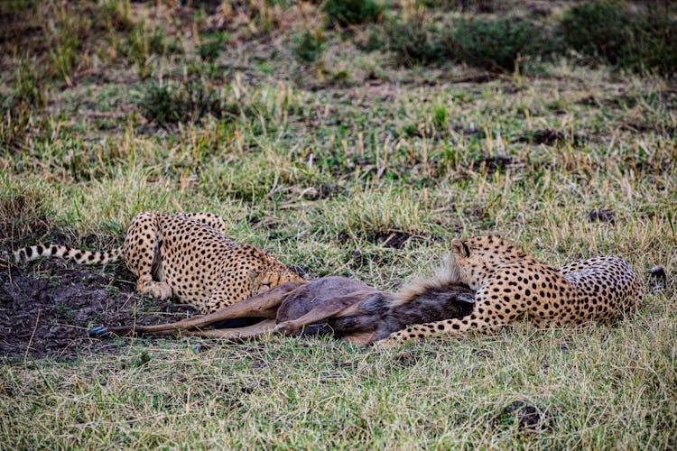 Cheetah Eating On A Prey 