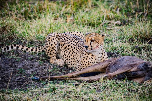 A Cheetah Beside a Carcass 