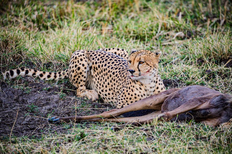 A Cheetah Beside A Carcass 