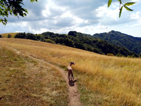 A dog walking along a picturesque grassy path with lush hills in the background.