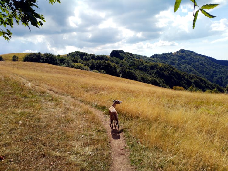 A Dog Walking On The Grass Field