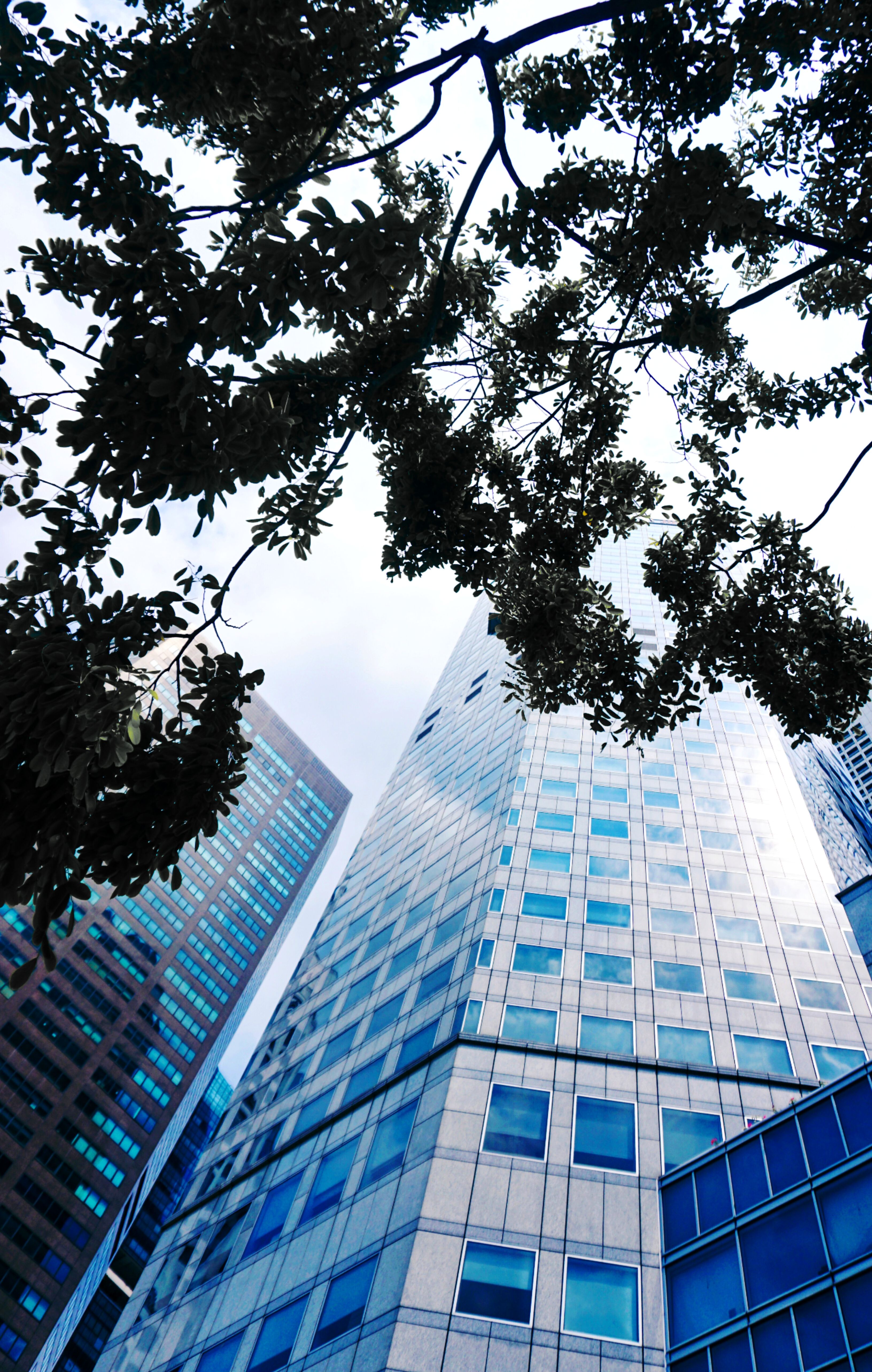 Low-Angle Shot of High Rise Buildings in the City · Free Stock Photo