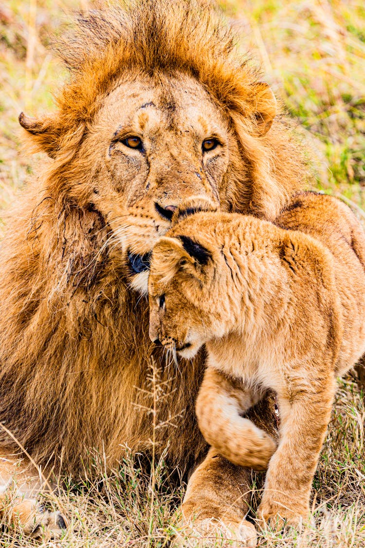 Close-Up Shot Of A Lion And A Cub 