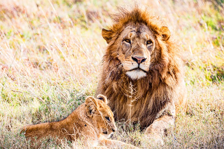 A Lion And A Cub On The Grass 