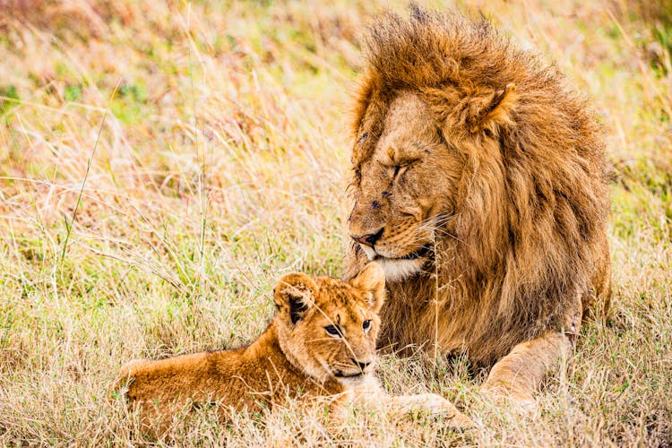 Close-Up Shot Of A Lion And A Cub 