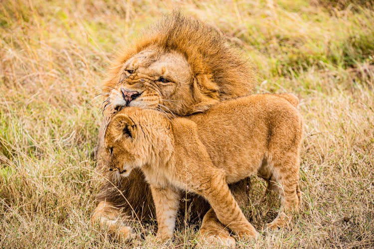 A Lion And A Cub 