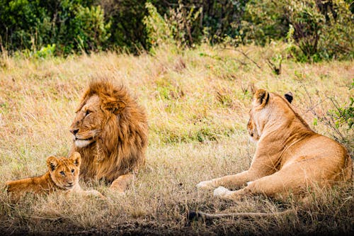 Brown Lion Lying on Green Grass