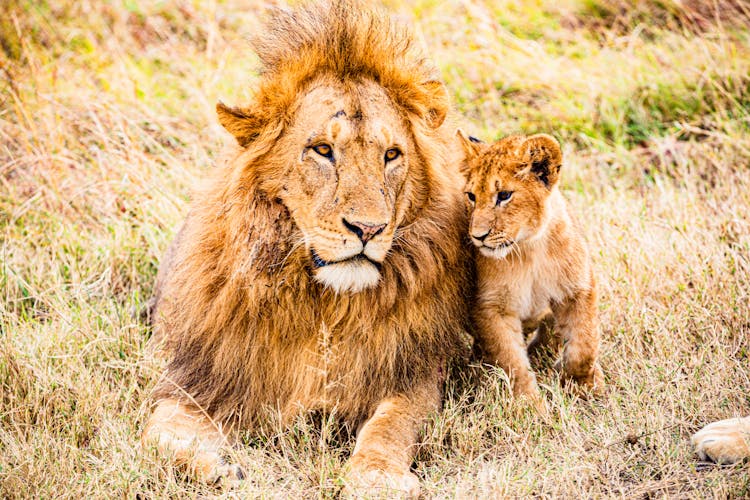 Close-Up Shot Of A Lion And A Cub On The Grass 