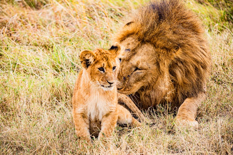 A Cub And A Lion On The Grass 