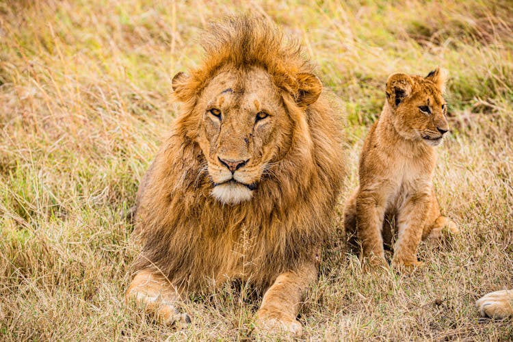 A Lion And A Cub On The Grass