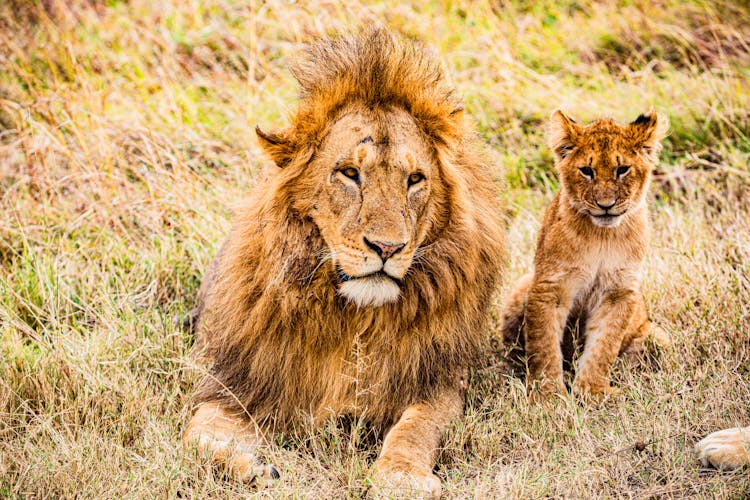 A Lion And A Cub On The Grass 