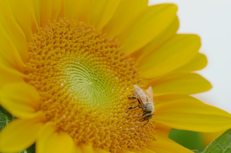 A Bee On A Sunflower 