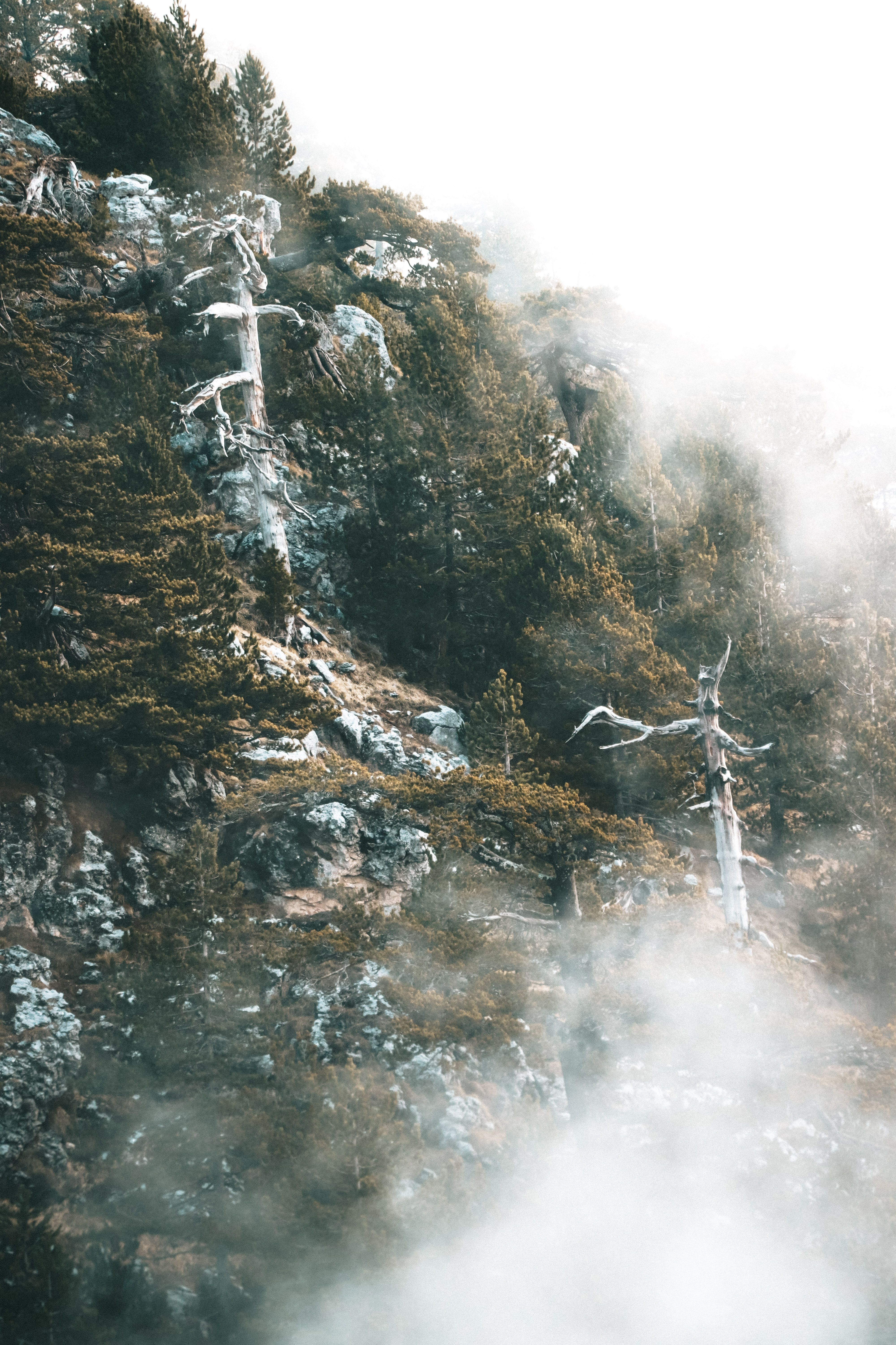 Photo of a Mountain with Fog · Free Stock Photo