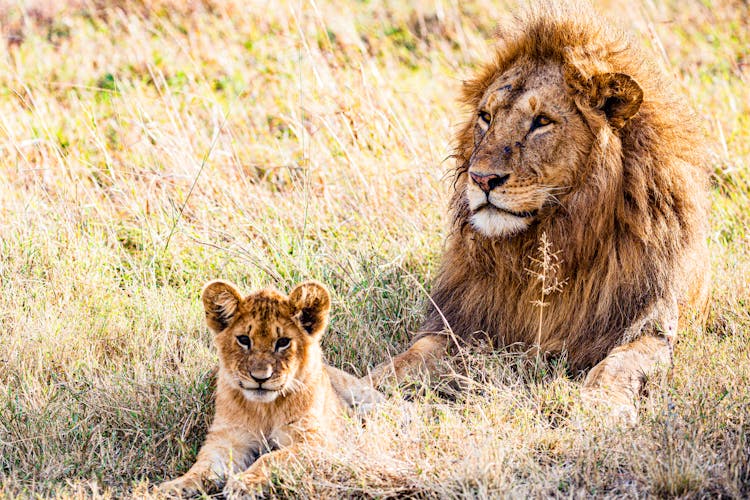 Close-Up Shot Of A Lion And A Cub 