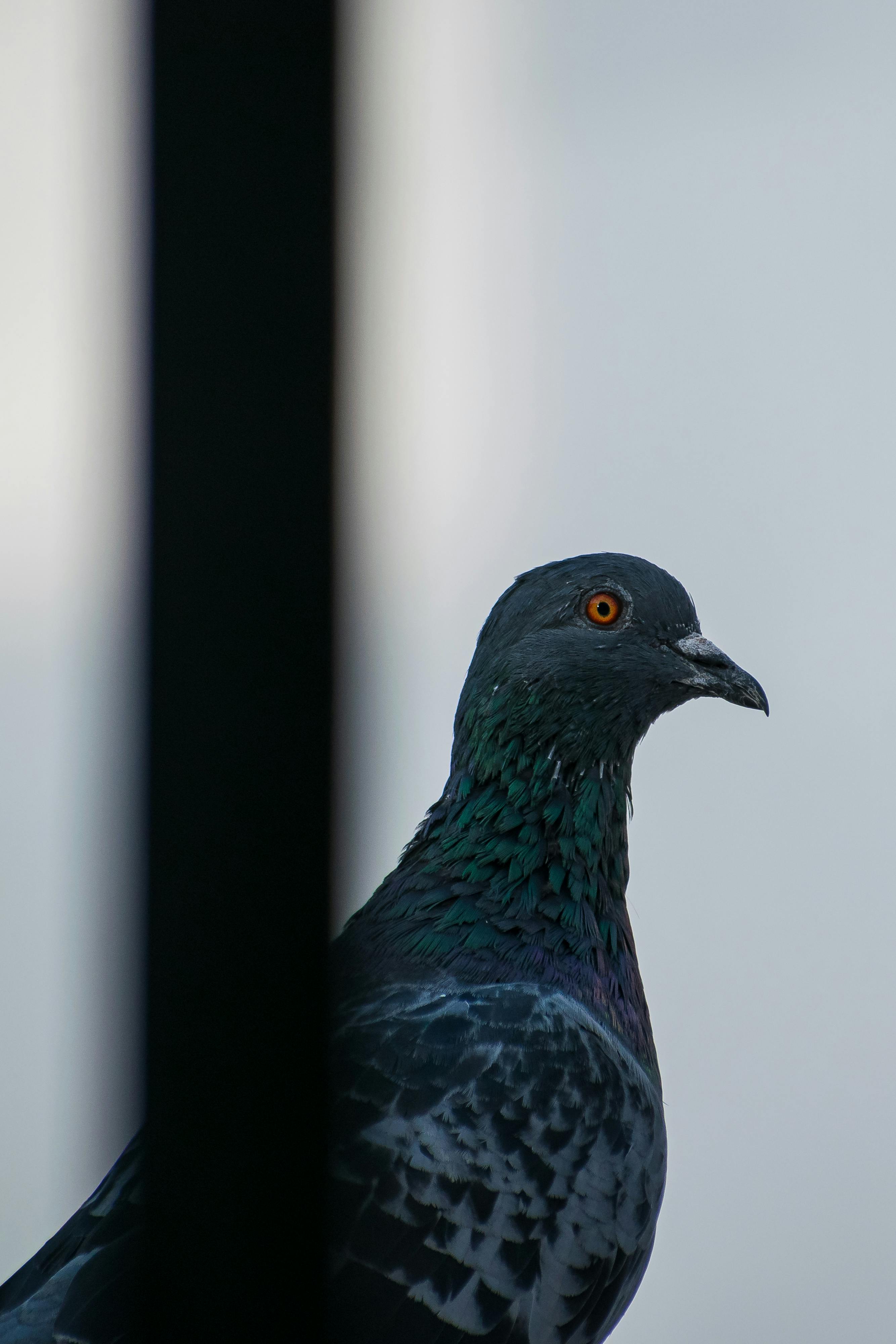 Black and Gray Pigeon in CloseUp Photography · Free Stock Photo