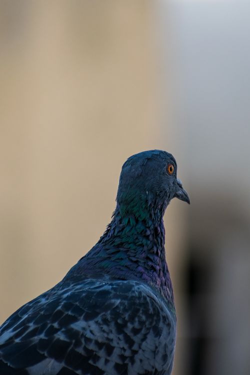 Free Detailed shot of a vibrant pigeon with focus on iridescent feathers, set against a muted backdrop. Stock Photo