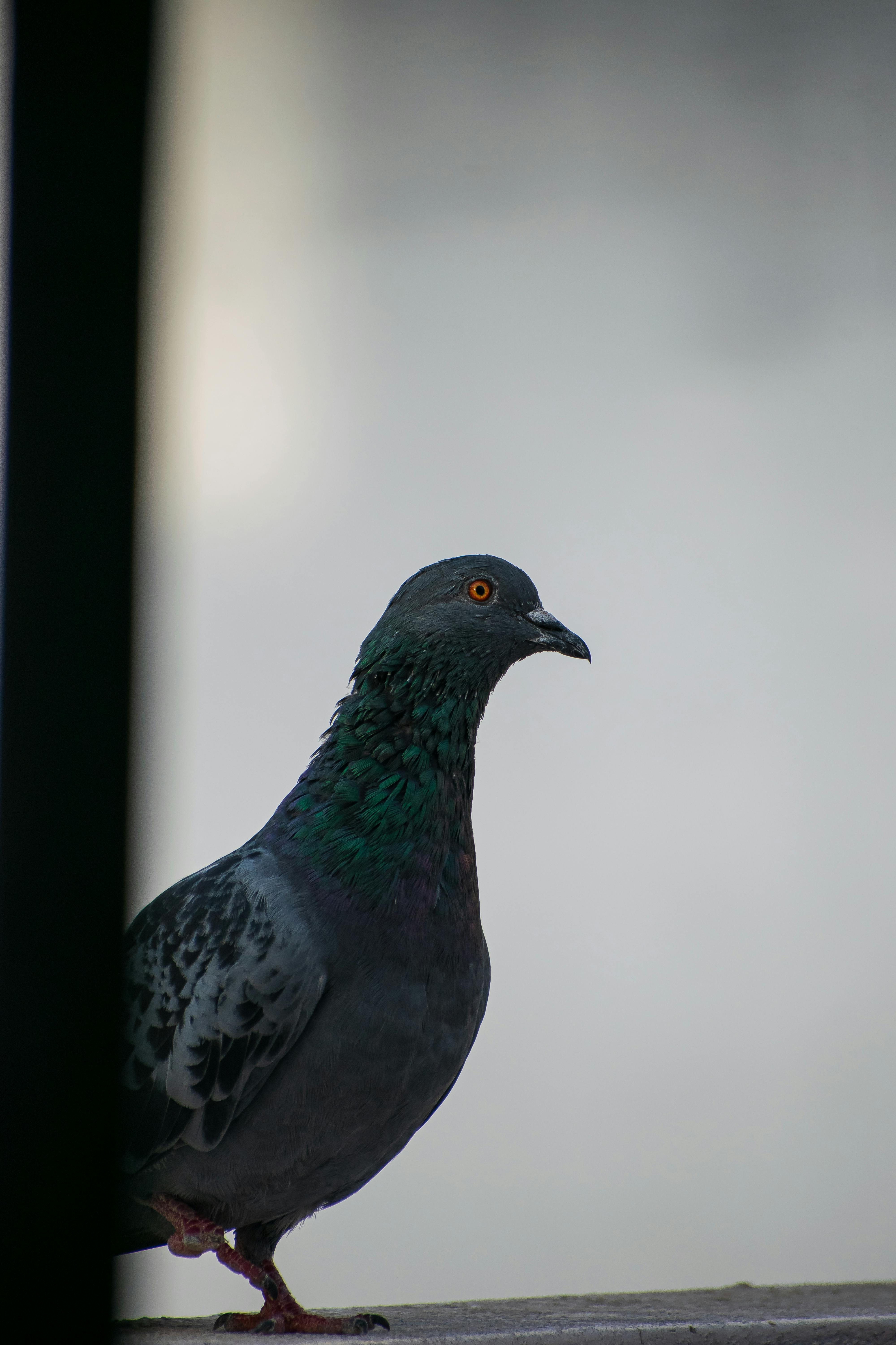 Black and Gray Pigeon in Close-Up Photography · Free Stock Photo