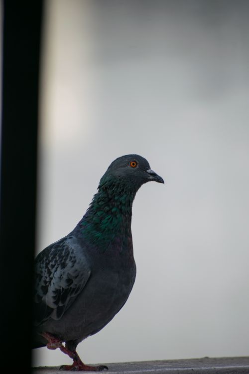 Free A detailed photograph of a pigeon perched quietly, showcasing its vibrant plumage. Stock Photo