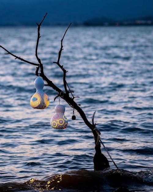 Photos gratuites de arbre mort, côte, lampes calebasse