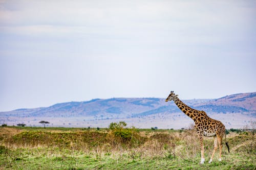 Безкоштовне стокове фото на тему «дика природа, жираф, Савана» стокове фото