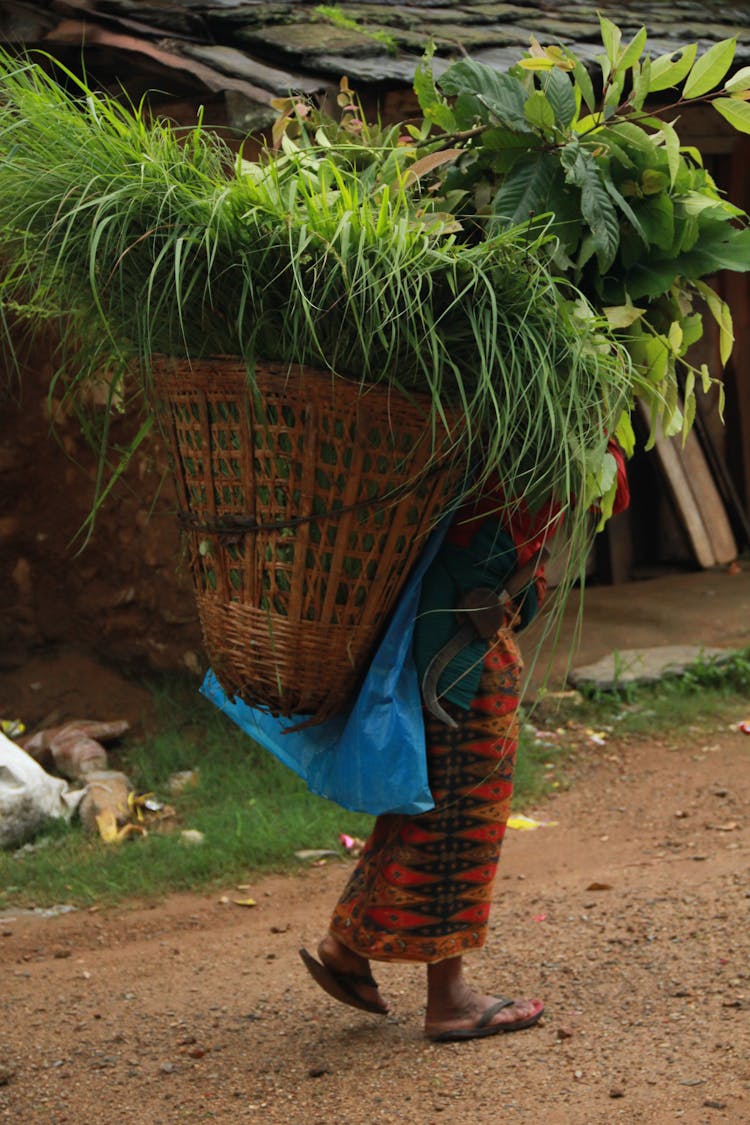 Person Carrying A Woven Basket Full Of Leaves 