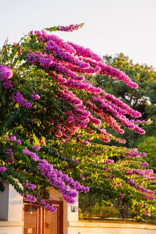 Free Lush purple bougainvillea flowers adorn a building in Istanbul during springtime. Stock Photo