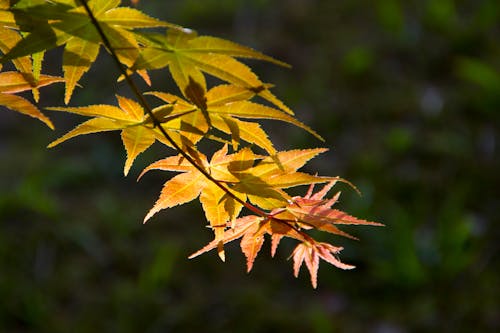 leaf maple leaf autumn