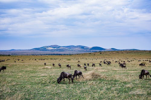 Herd of Horses on Green Grass Field