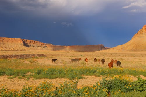 Ilmainen kuvapankkikuva tunnisteilla aavikko, colorado, eläimet