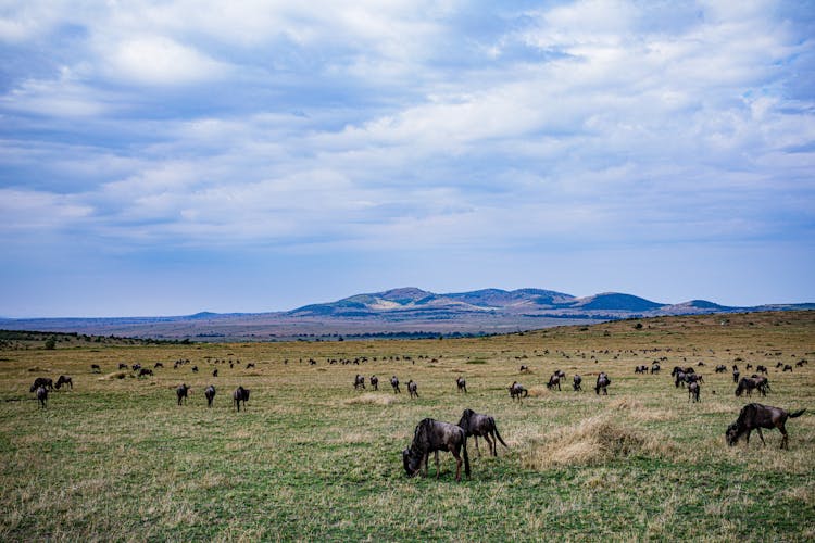 Cattle On Prairie