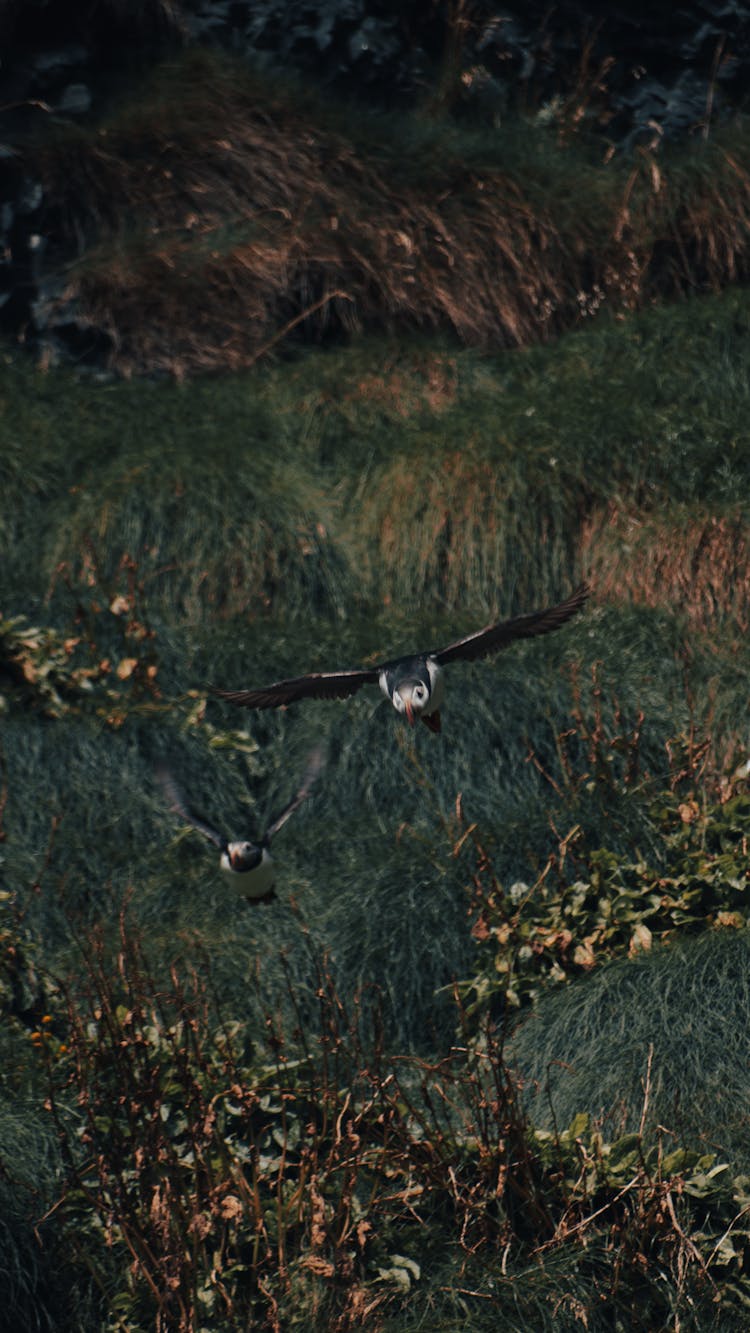 An Atlantic Puffin Flying 