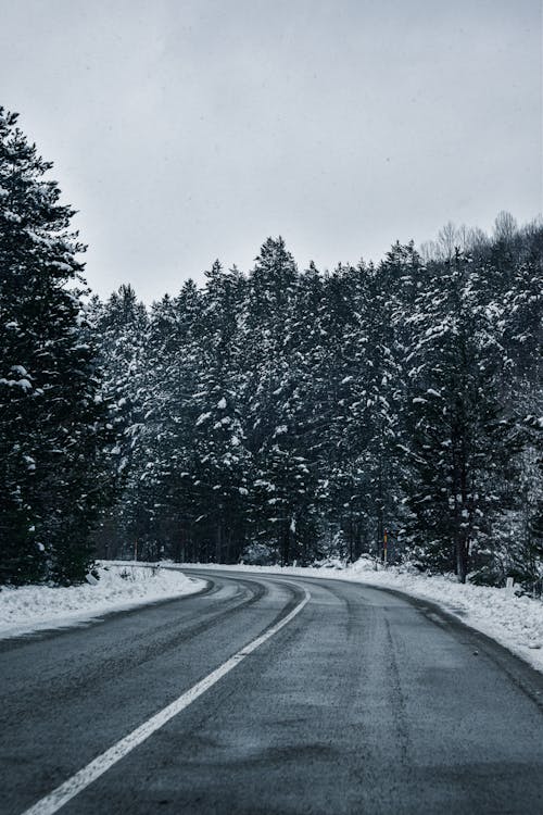 A Road Between the Trees with Snow 