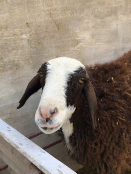 A close-up image of a brown and white goat, showcasing its expressive eyes and unique fur pattern.