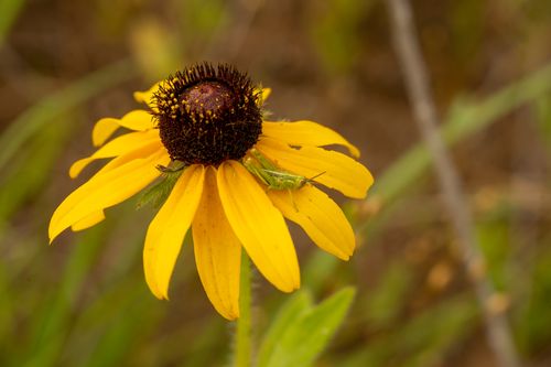 Free A grasshopper perched on a bright yellow sunflower in West Newton, MN, showcasing nature's vibrant elements. Stock Photo