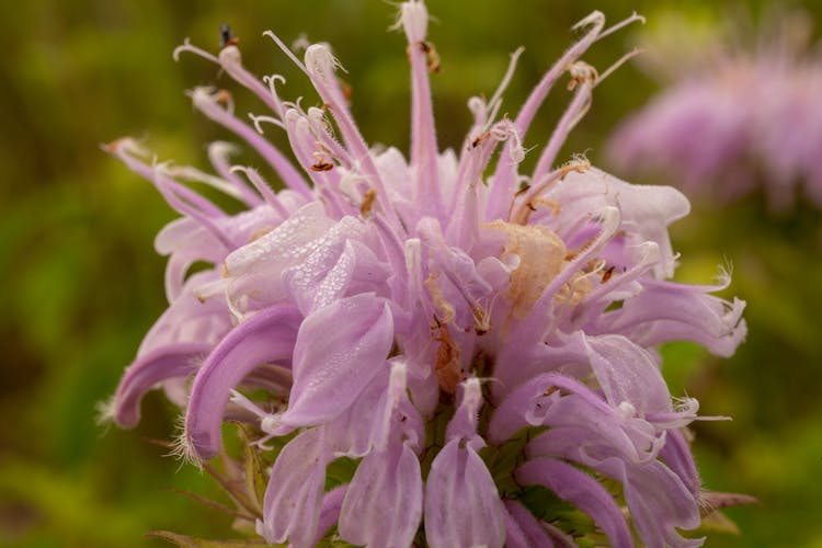 Close-up Of Purple Bergamot Flower 