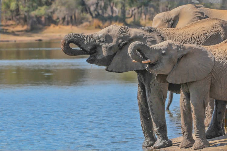 Elephants Drinking Water